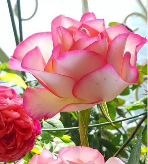 夏花也Nengkan， 耐热又耐晒