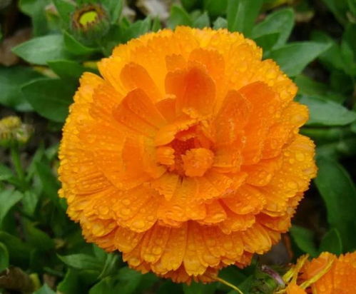 花与爱情的奇妙邂逅