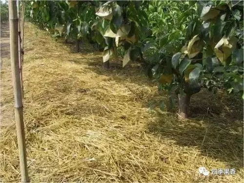 长期使用会不会对土壤和生态环境造成影响？