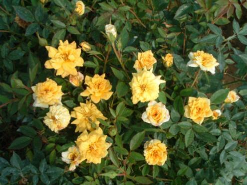 金太阳月季的花期长不长？