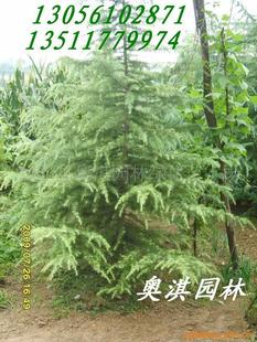 六米高雪松价格之谜：揭秘那些你不知道的事