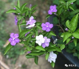 双张家口，原来这个花美又好养