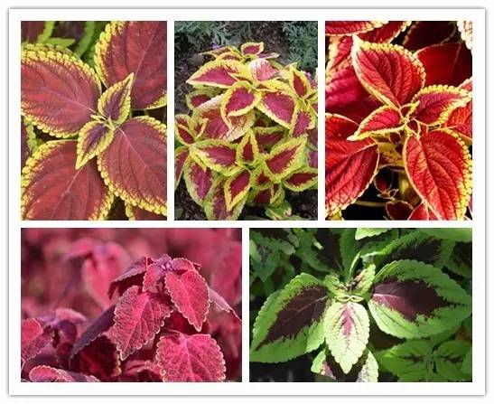 花草品种，揭秘大自然的五彩斑斓