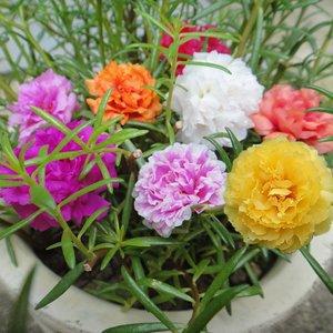 忘忧草：增湿降温，一养就上瘾