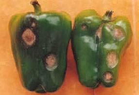 真菌感染， 斑点来源之一