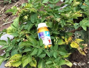 喷农药的注意事项