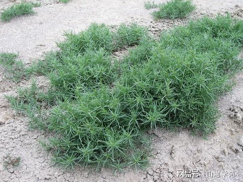 藜科植物的奥秘， 市民采摘的“灰灰菜”真相