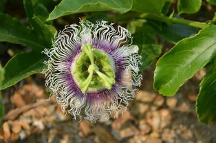 “爆款花卉盘点：从变质岩诞生的奇花异草”