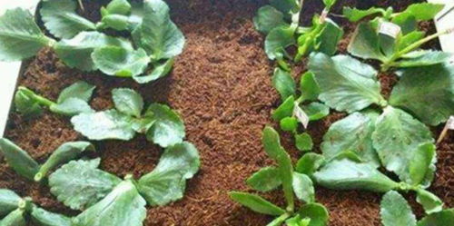 长寿花——生命力顽强的生命之花