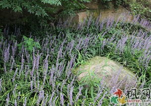 兰花三七价格之谜