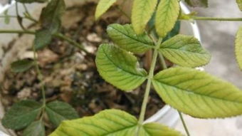 月季叶子的排列