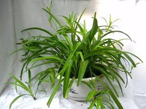 五月份这10种花草非chang好养活，彳艮适宜养花新手入手！