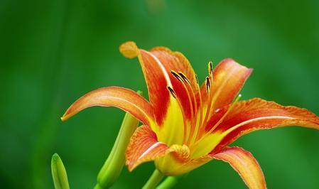 养护， 萱草花的守护者