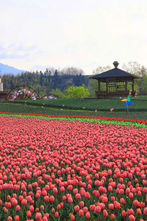 静谧的竹园，多肉的智慧