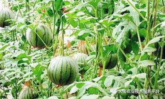 西瓜苗后除草剂那些事儿