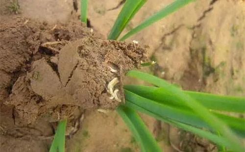 大姜地下害虫用什么农药最有效，杀地下虫的农药哪种最好？