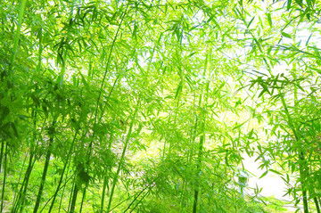 竹影摇曳非竹树，见过吗