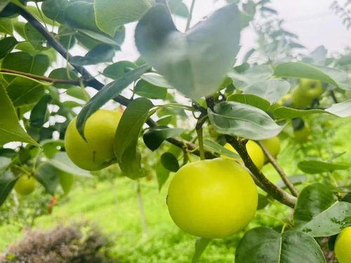 梨树地打除草剂效果如何？对梨树生长有影响吗？