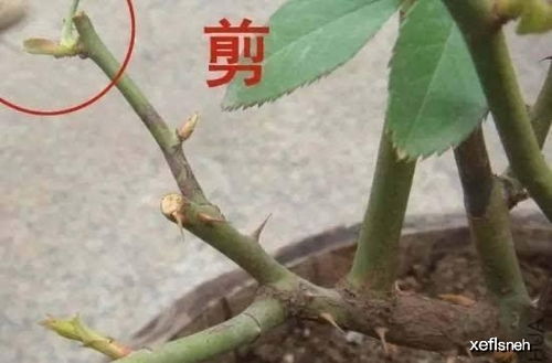 冬季修剪月季花，老枝病枝如何处理？