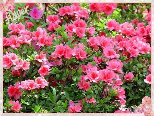 东北杜鹃干花枝，如何保存其美丽