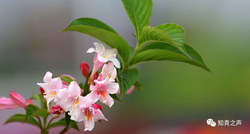 结香花的生长环境