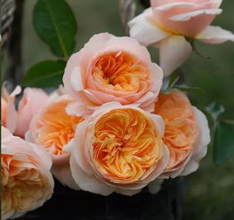 英格兰玫瑰的传说