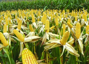 玉米4-6叶期打除草剂