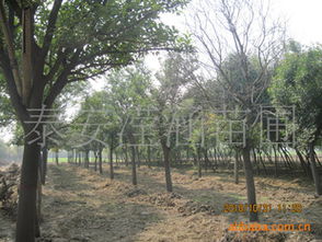 大叶女贞的树形和生长习性