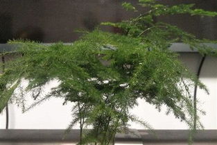 富竹花养护入门