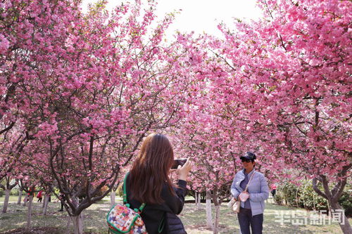 海棠花品种大杂烩
