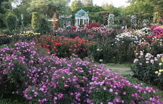 月季的雄蕊特点