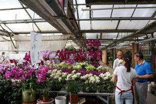 5. 北外环花卉市场