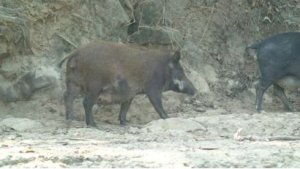 秋冬换季，如何有效预防鸡新城疫