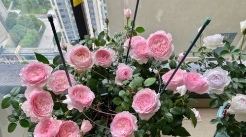 月季盲枝不开花，是月季花友们的头疼问题