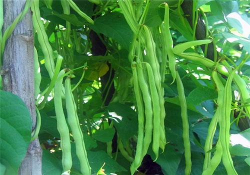 豇豆种子美食新宠，花卉种植必备佳品！