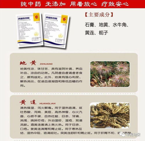 清温败毒散联合哪些中药使用及在临床中如何应用？