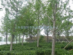 “银杏树苗，千年古树传承