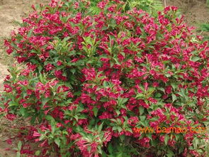 球状景观的奥秘