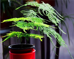 冬天文竹浇水频率和水量应该如何控制