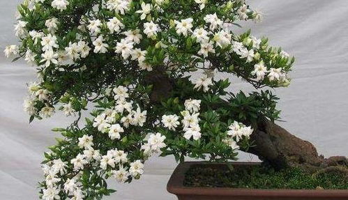 海岛小叶栀子花盆景， 自然与艺术的融合