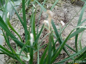 食用前的清洗， 不Neng少