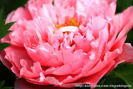洛阳牡丹节何时开幕？今年花期是几月到几月