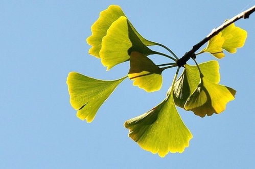 银杏树叶可制茶，除了观赏外