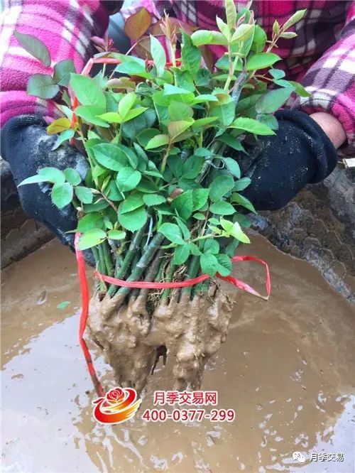 月季裸根苗种植时如何正确处理根部和土壤