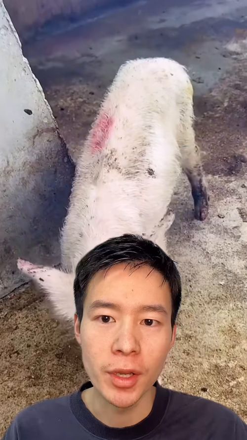 春季猪病防控有哪些要点需要注意呢？