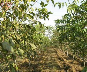 瑞昌茶油树基地联系方式：高效种苗价格一览！