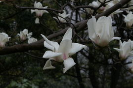 开花情况，各有千秋