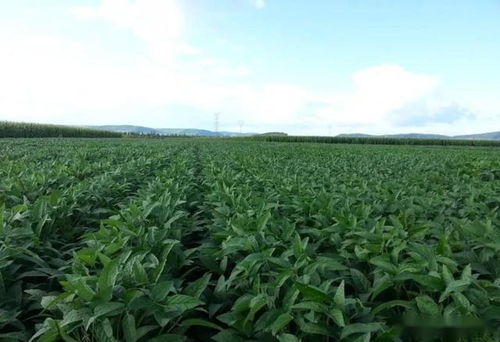 大豆田里有没有土配方除草剂，能有效去除笔头草的除草剂是什么？