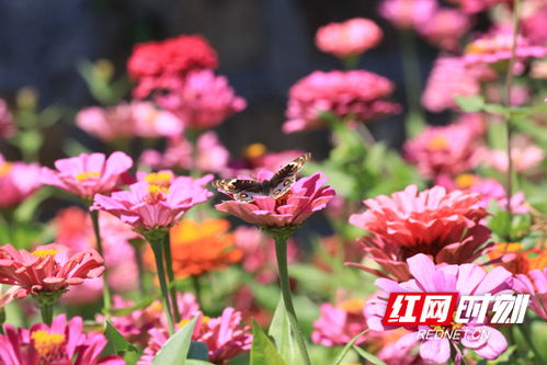 青梅花开正当时，爆款花卉速成记
