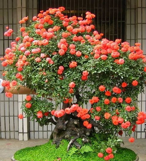 花被冻伤，如何挽救